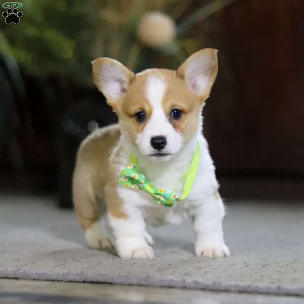 Frank, Pembroke Welsh Corgi Puppy